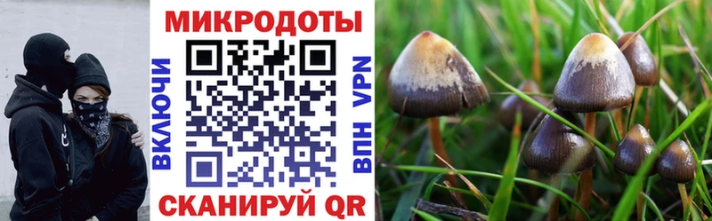 Галлюциногенные грибы Psilocybine cubensis  Алзамай 